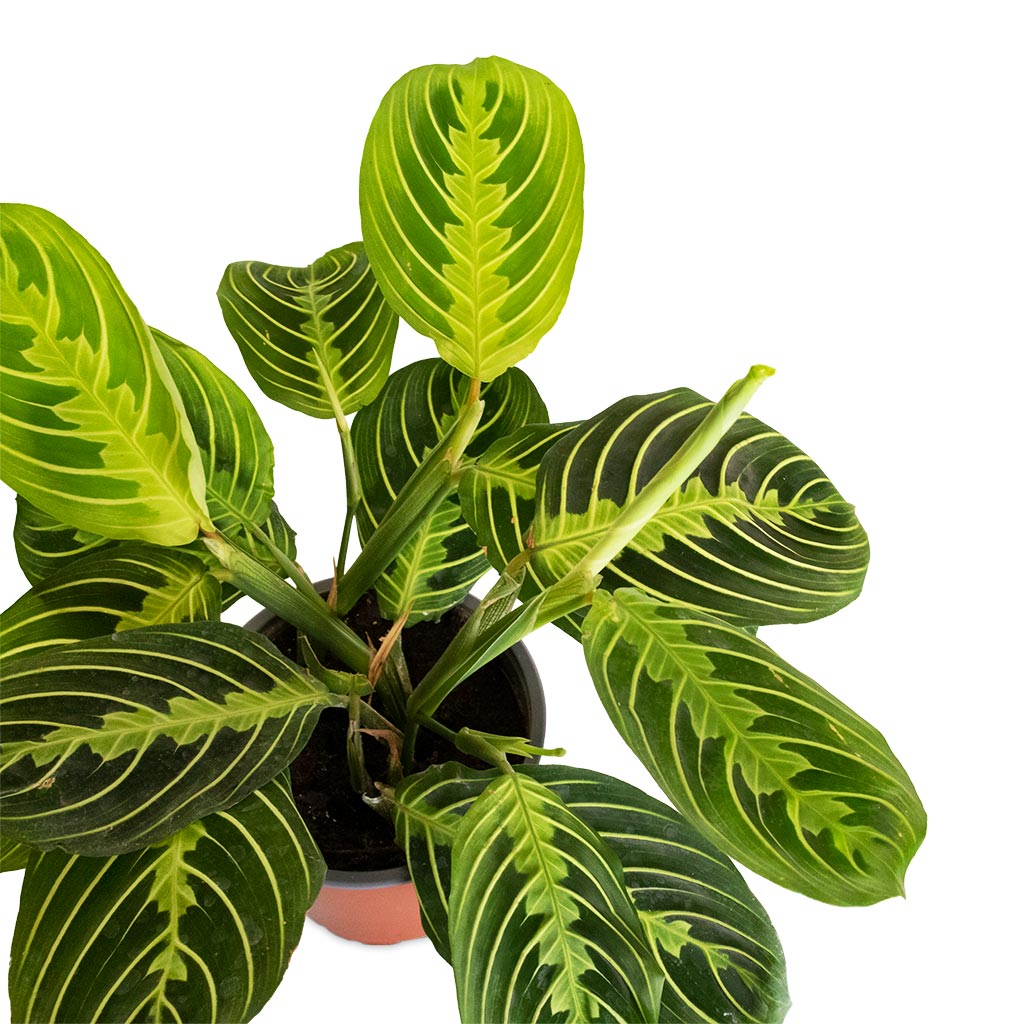 Maranta leuconeura var. erythroneura - Lemon Lime Above