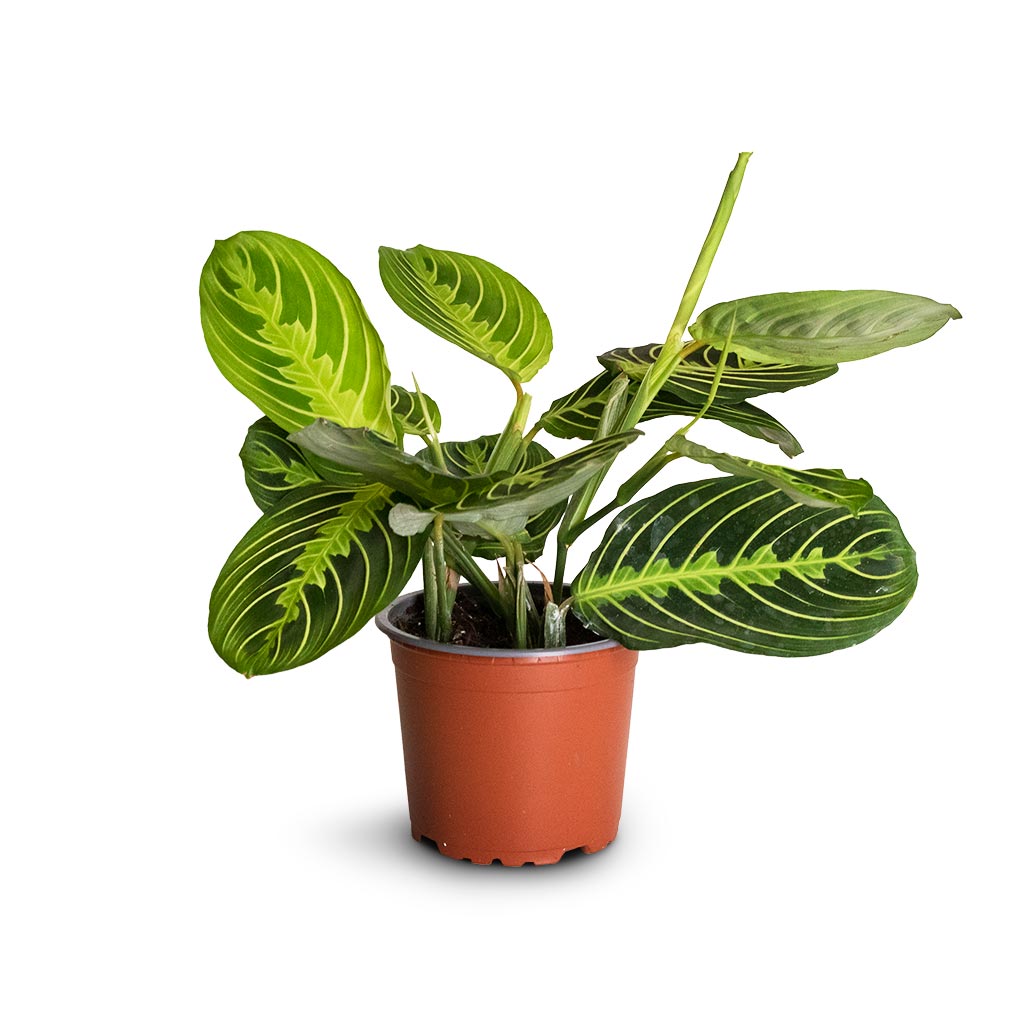 Maranta leuconeura var. erythroneura - Lemon Lime