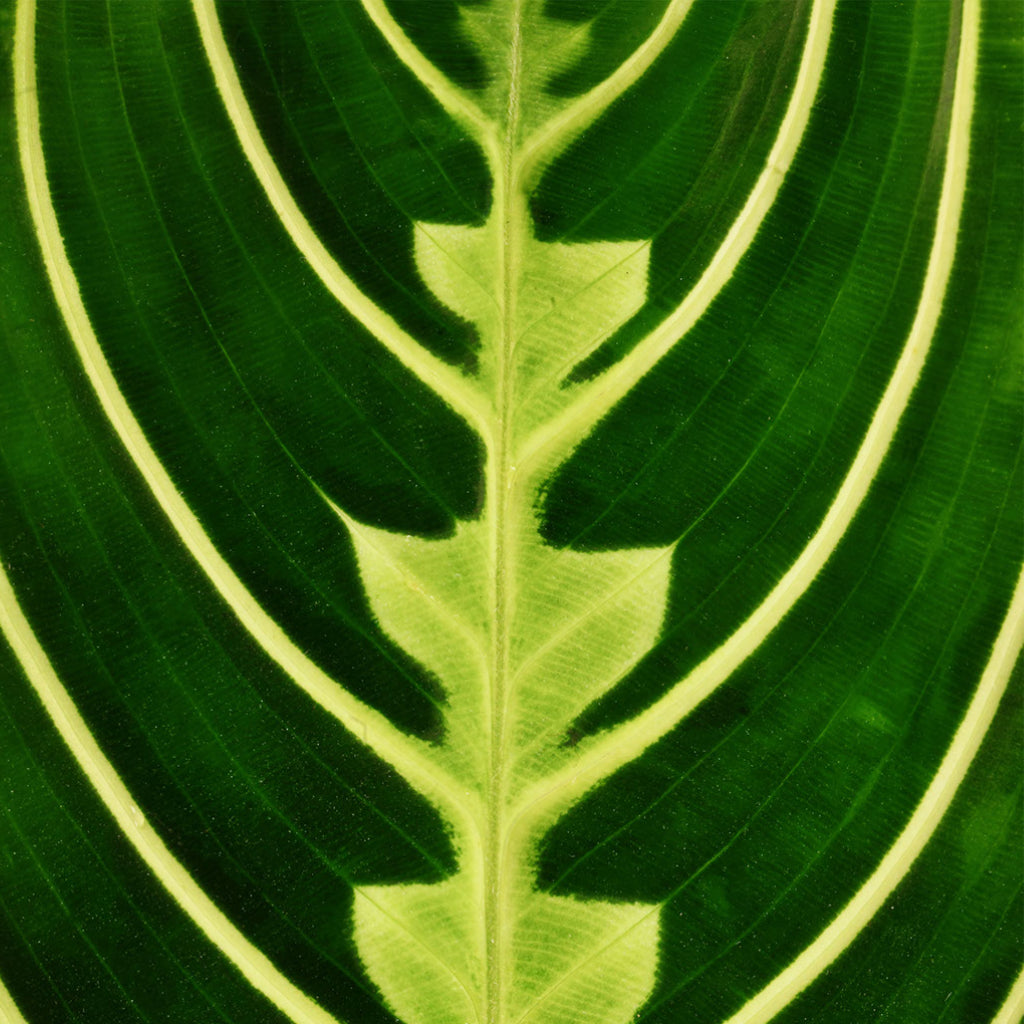 Maranta leuconeura var. erythroneura Lemon Lime - 12x35cm & Lindy Plant Pot Black - 16x13cm