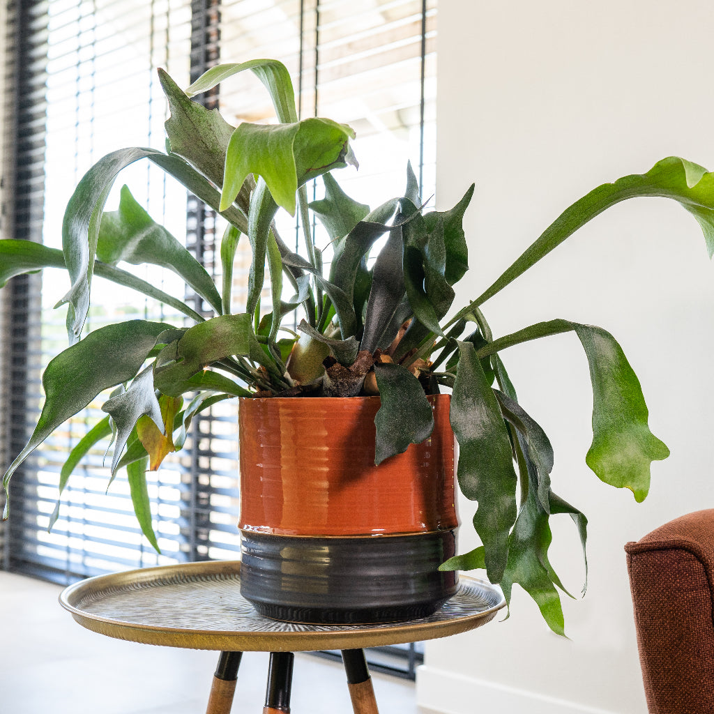 Marlijn Plant Pot - Blush & Platycerium bifurcatum - Common Staghorn Fern
