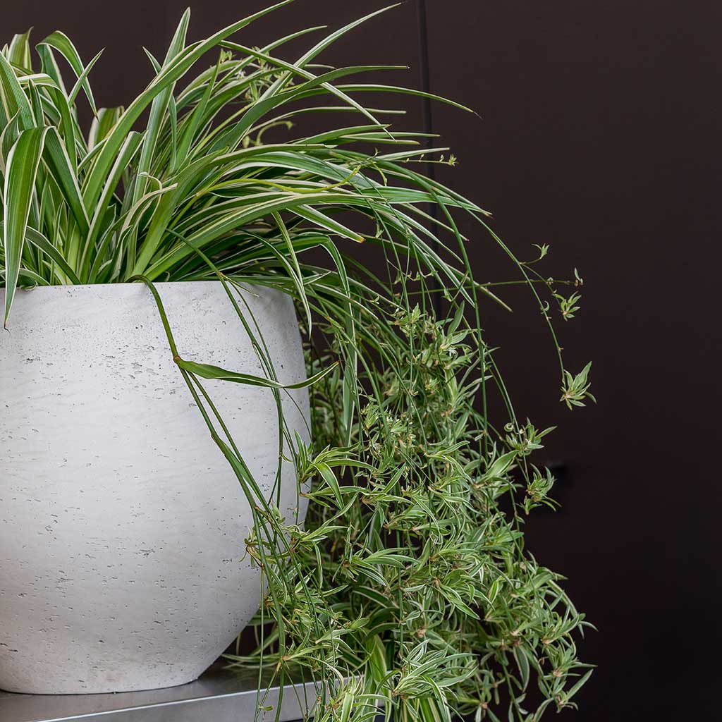Mini Orb Kevan Plant Pot - Grey Washed & Spider Plants