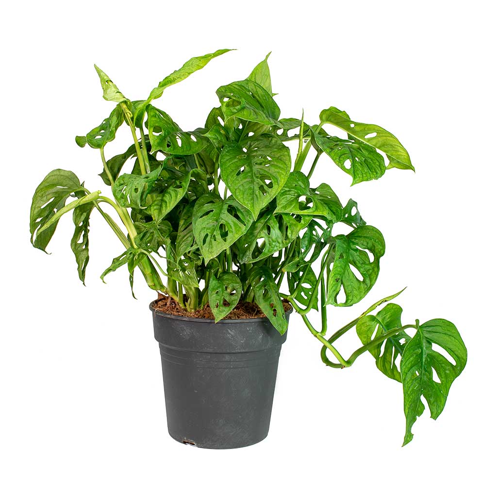 Monstera adansonii - Philodendron Monkey Mask - 19 x 40cm