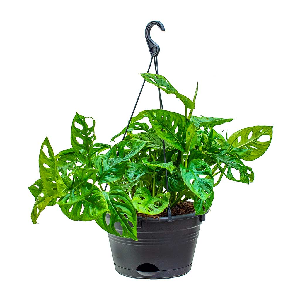 Monstera adansonii - Philodendron Monkey Mask 28 x 40cm