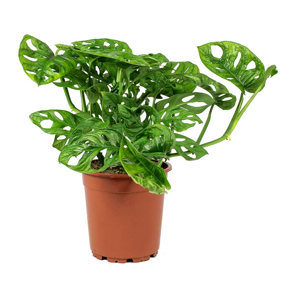 Monstera adansonii - Philodendron Monkey Mask