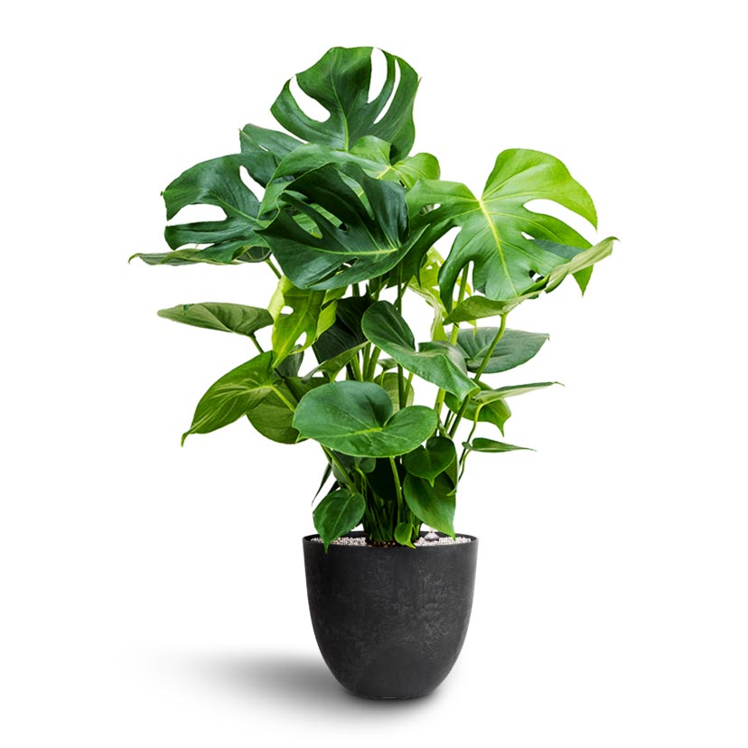 Monstera deliciosa - Hydroculture & Bola Artstone Plant Pot - Black