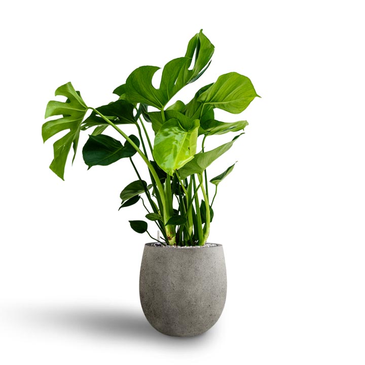 Monstera deliciosa - Hydroculture & Grigio Balloon Plant Pot Natural Concrete