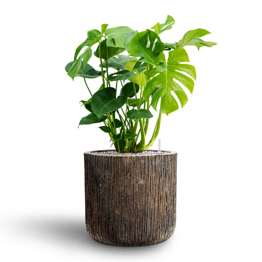 Monstera deliciosa - Hydroculture & Luxe Lite Waterfall Cylinder Planter - Bronze
