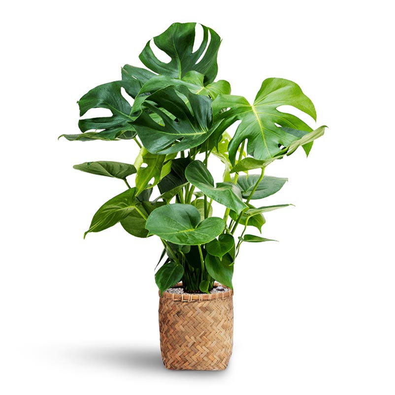 Monstera deliciosa - Hydroculture & Zayn Bamboo Planter 