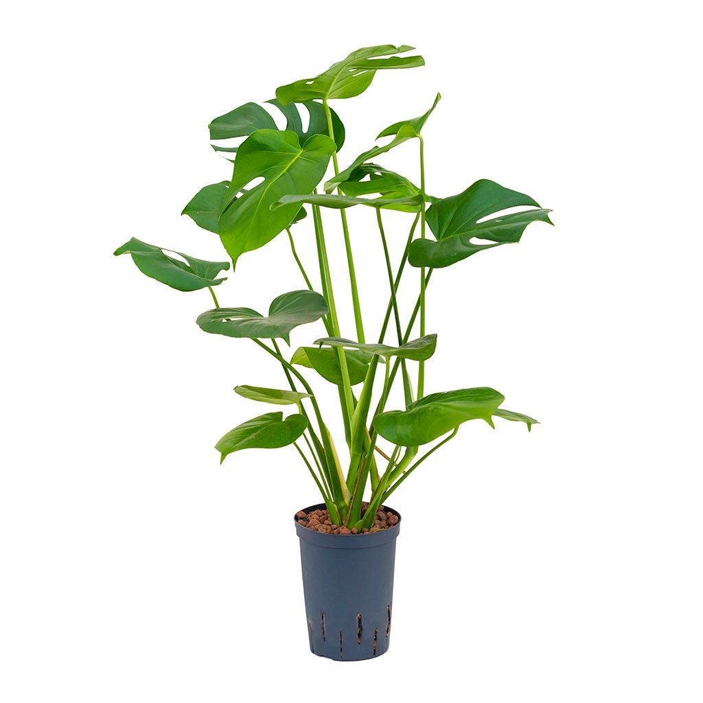 Monstera deliciosa - Hydroculture - 15/19 x 55cm