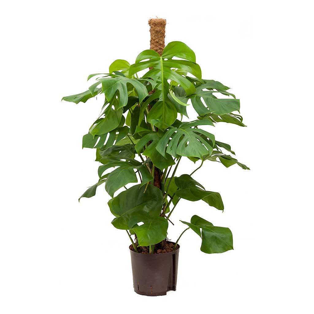 Monstera deliciosa Moss Pole Hydroculture Indoor Plant
