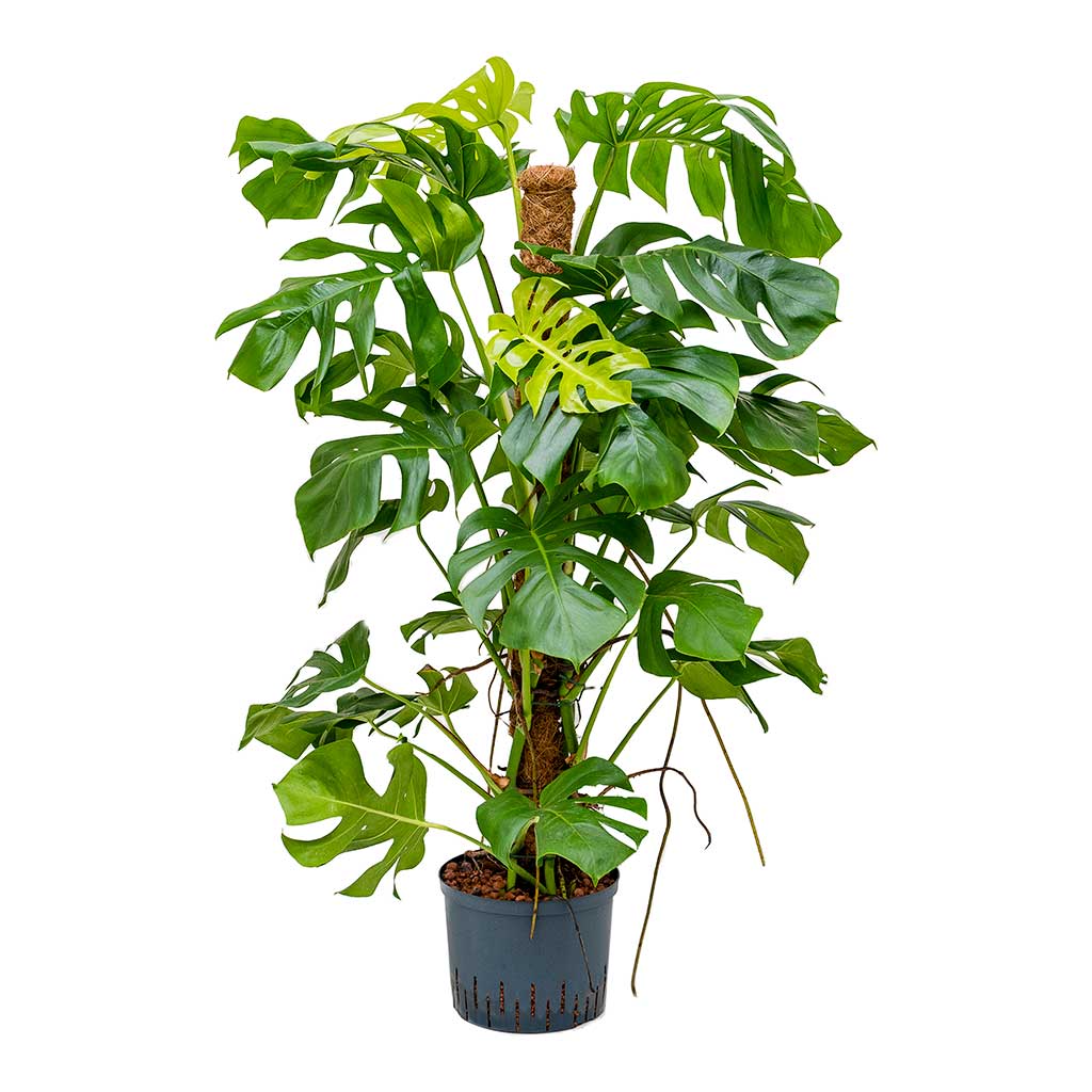 Monstera deliciosa Moss Pole Indoor Plant - Hydroculture 25/19x130cm