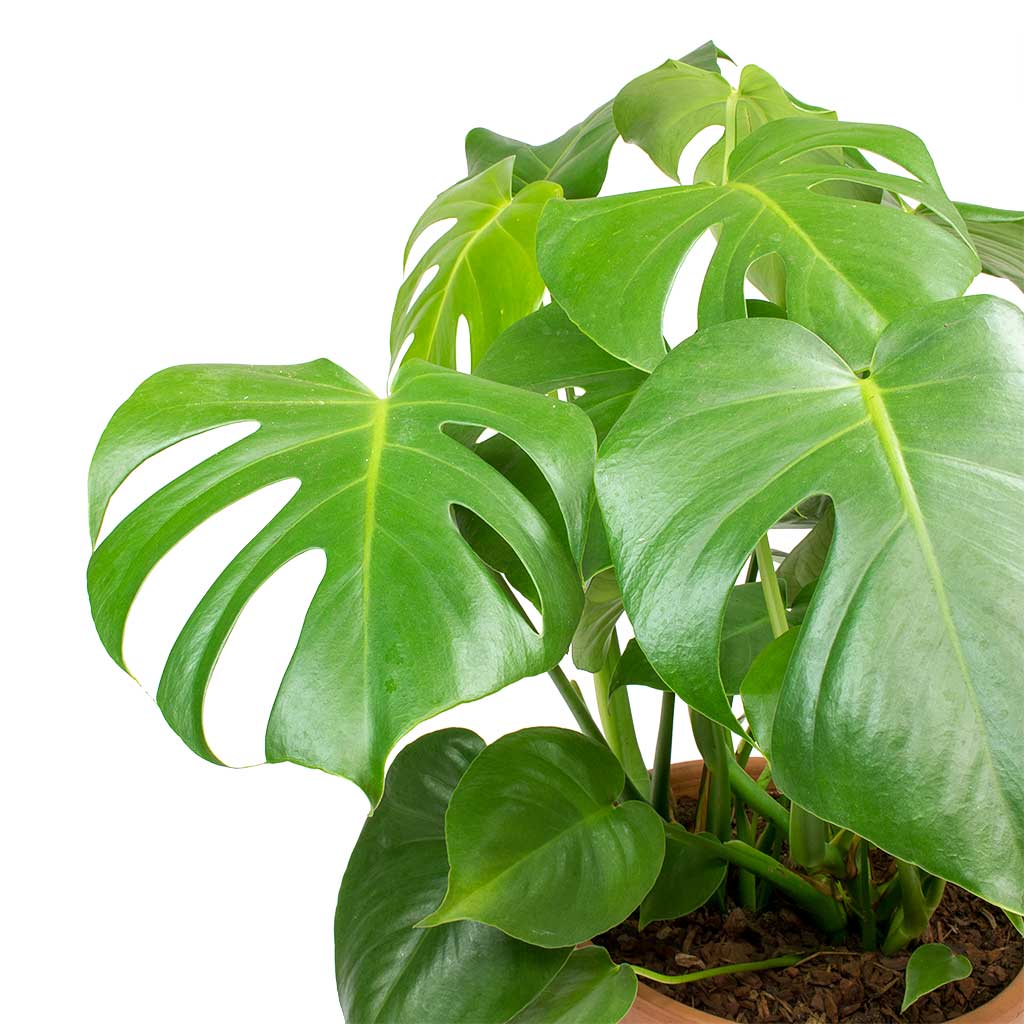 Monstera deliciosa - Swiss Cheese Plant Leaves