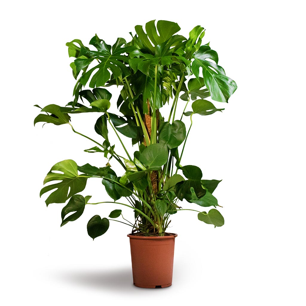 Monstera deliciosa - Swiss Cheese Plant - Moss Pole
