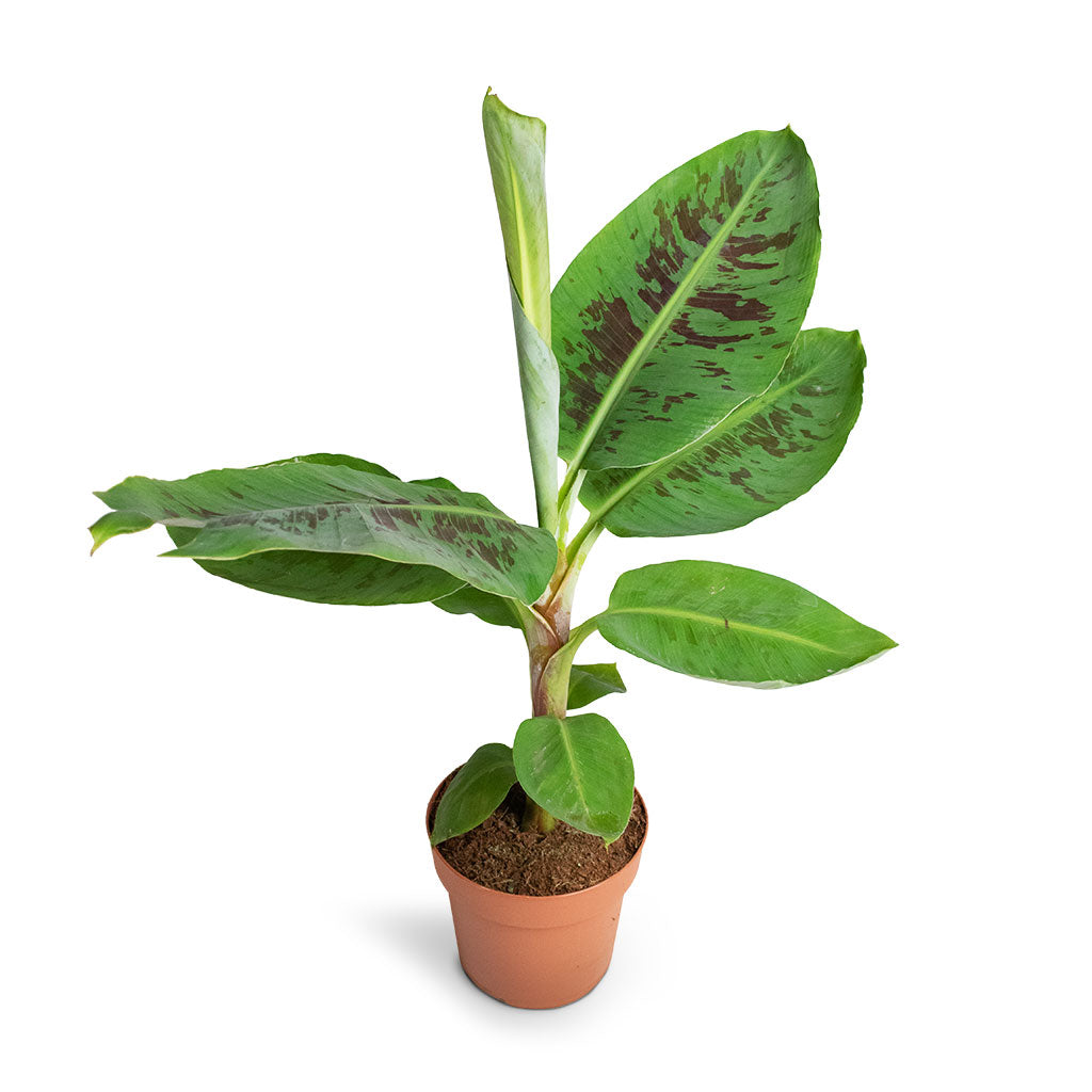 Musa Dwarf Cavendish - Banana Plant Above