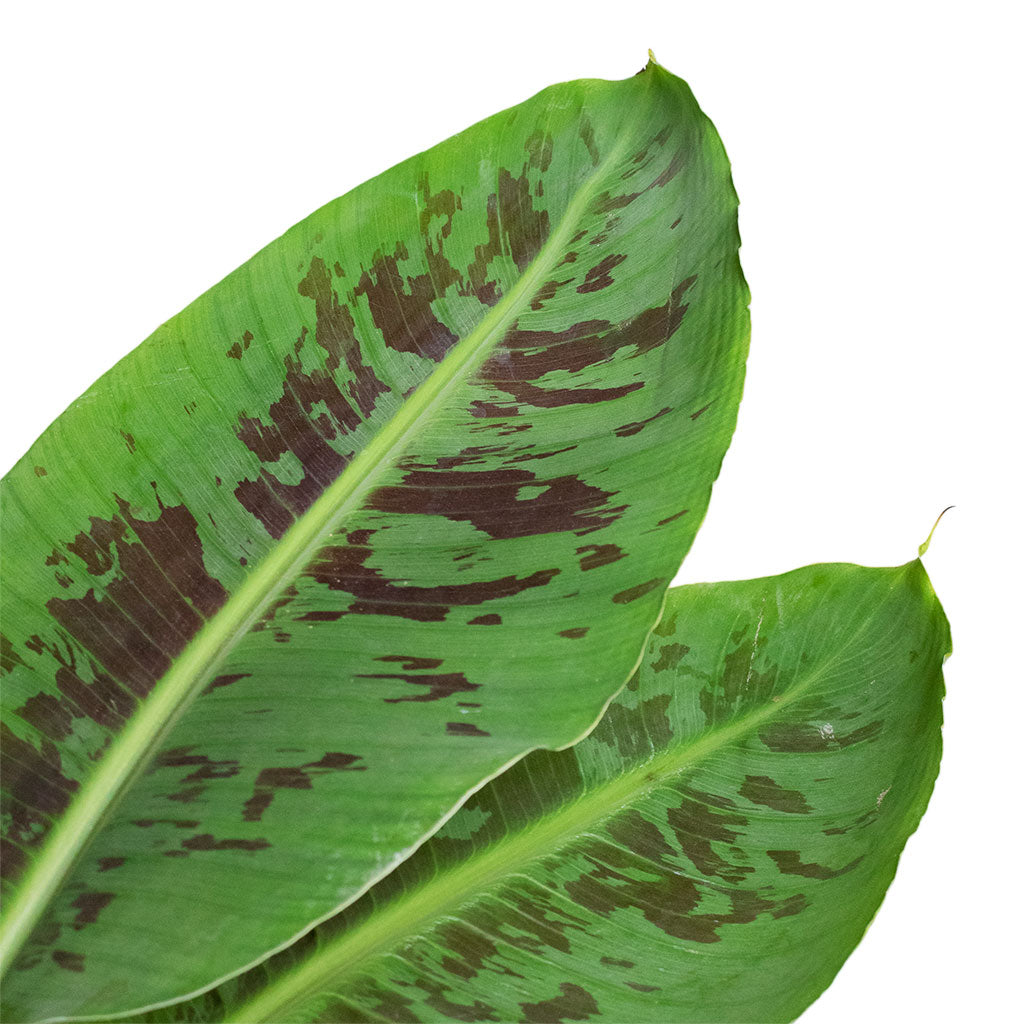 Musa Dwarf Cavendish - Banana Plant & Ocean Glaze Plant Pot - Emerald