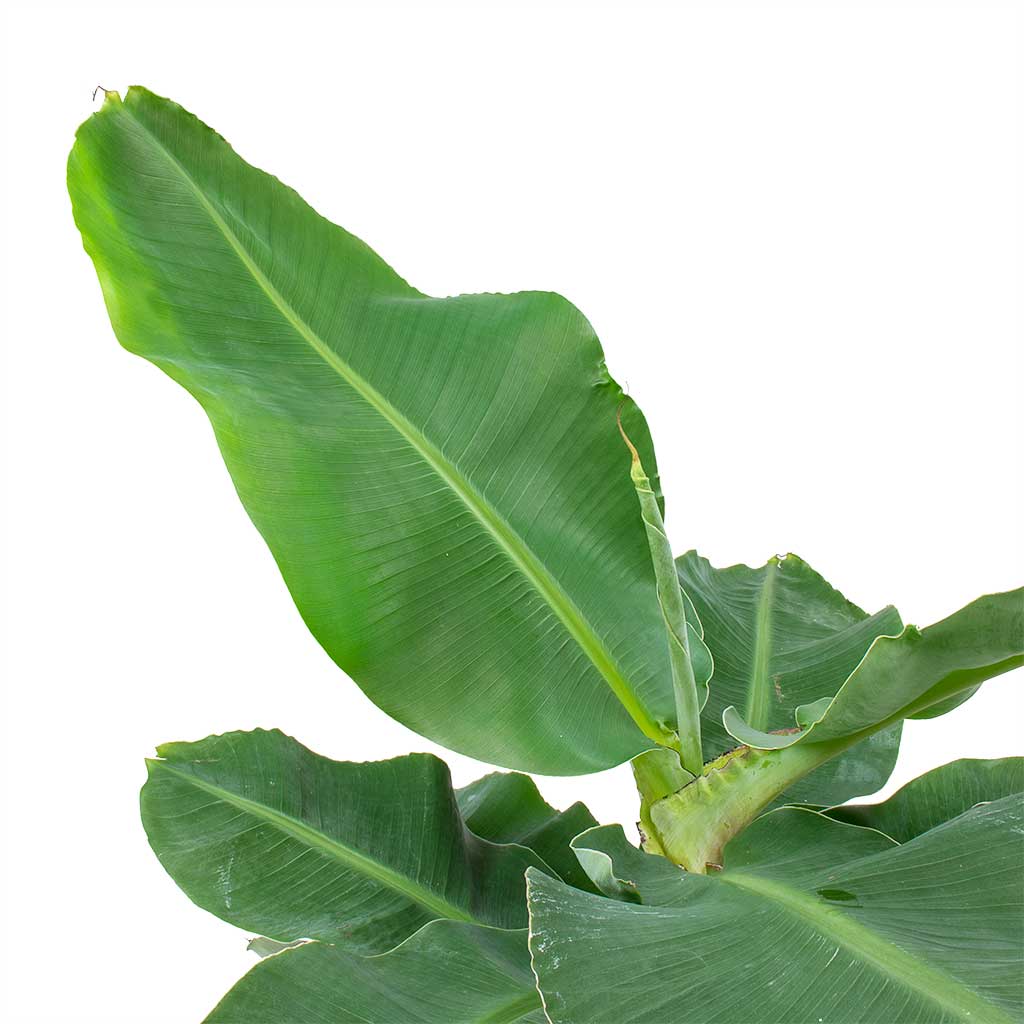 Musa Tropicana House Plant In Raindrop Couple Balloon Planter Anthracite 