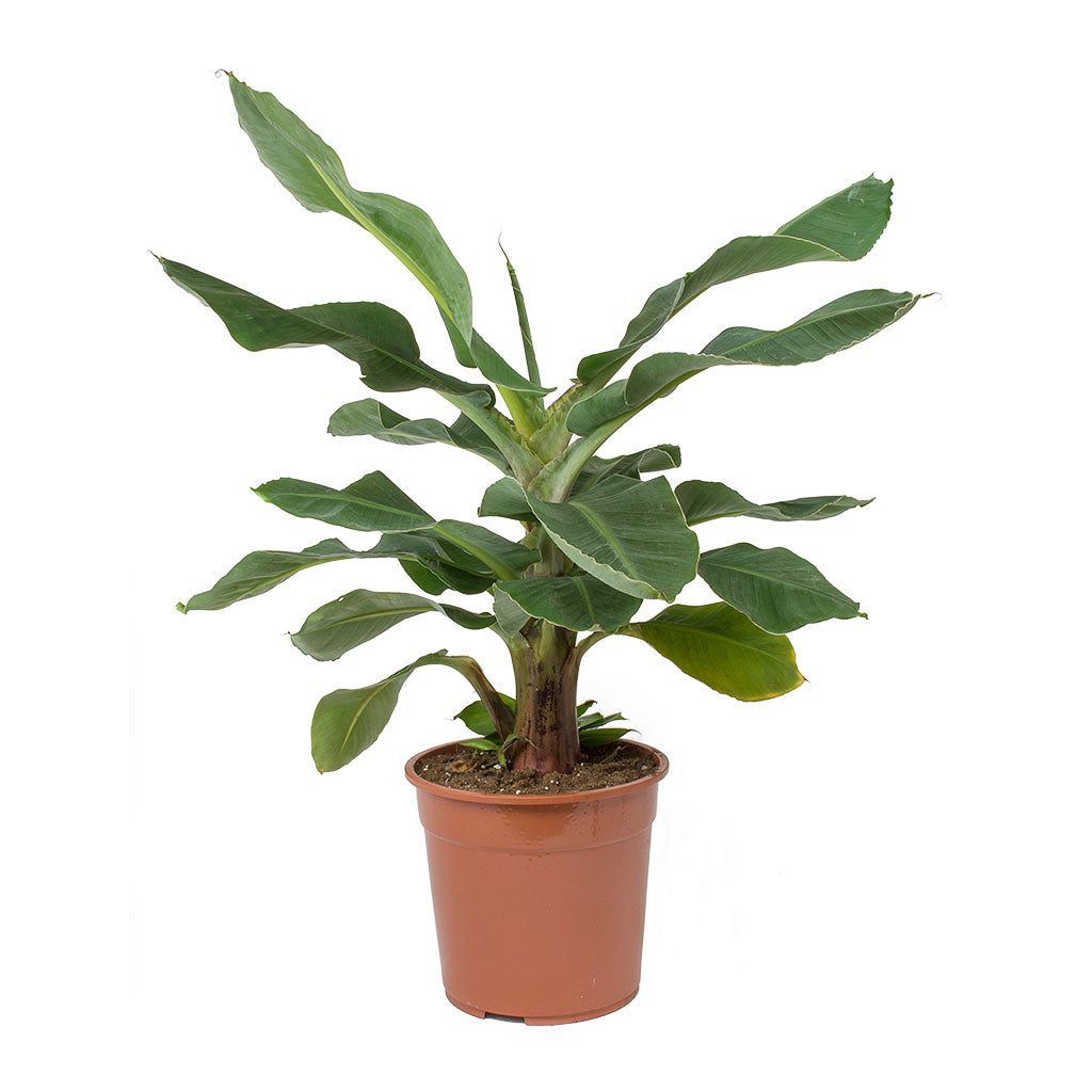 Musa Tropicana - Super Dwarf Cavendish Banana Plant