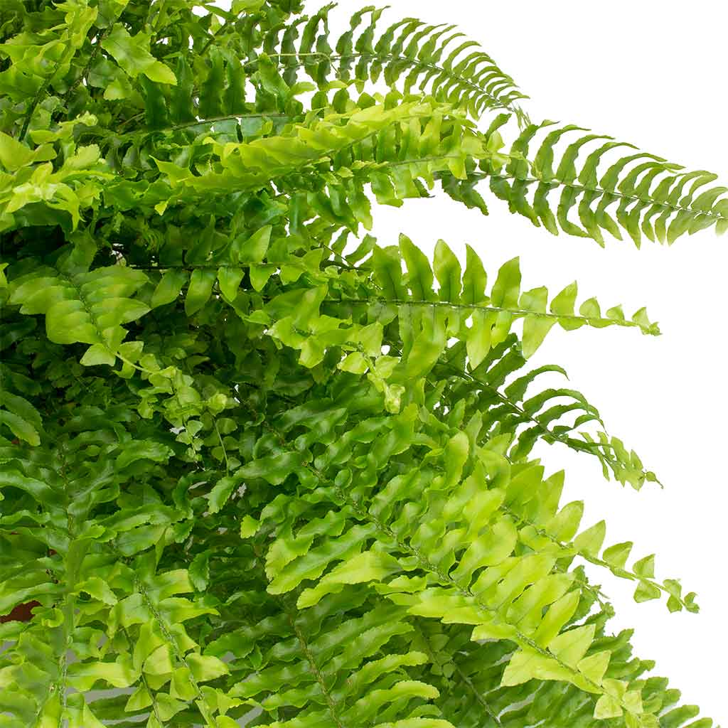 Nephrolepis exaltata Bostoniensis - Boston Fern Leaves