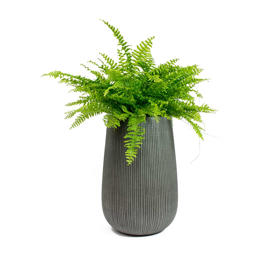 Nephrolepis exaltata Bostoniensis - Boston Fern & Patt High Plant Vase - Ridged Dark Grey