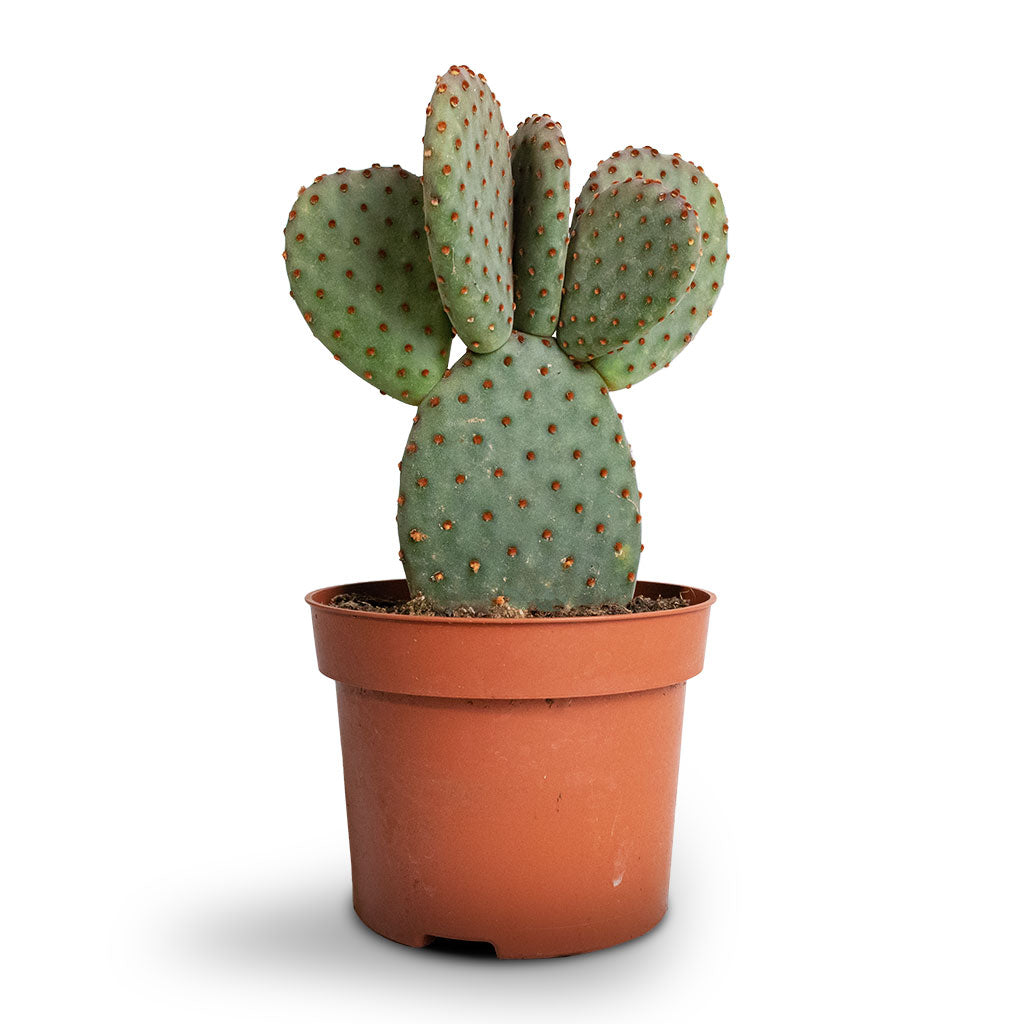 Opuntia microdasys - Bunny Ear Cactus