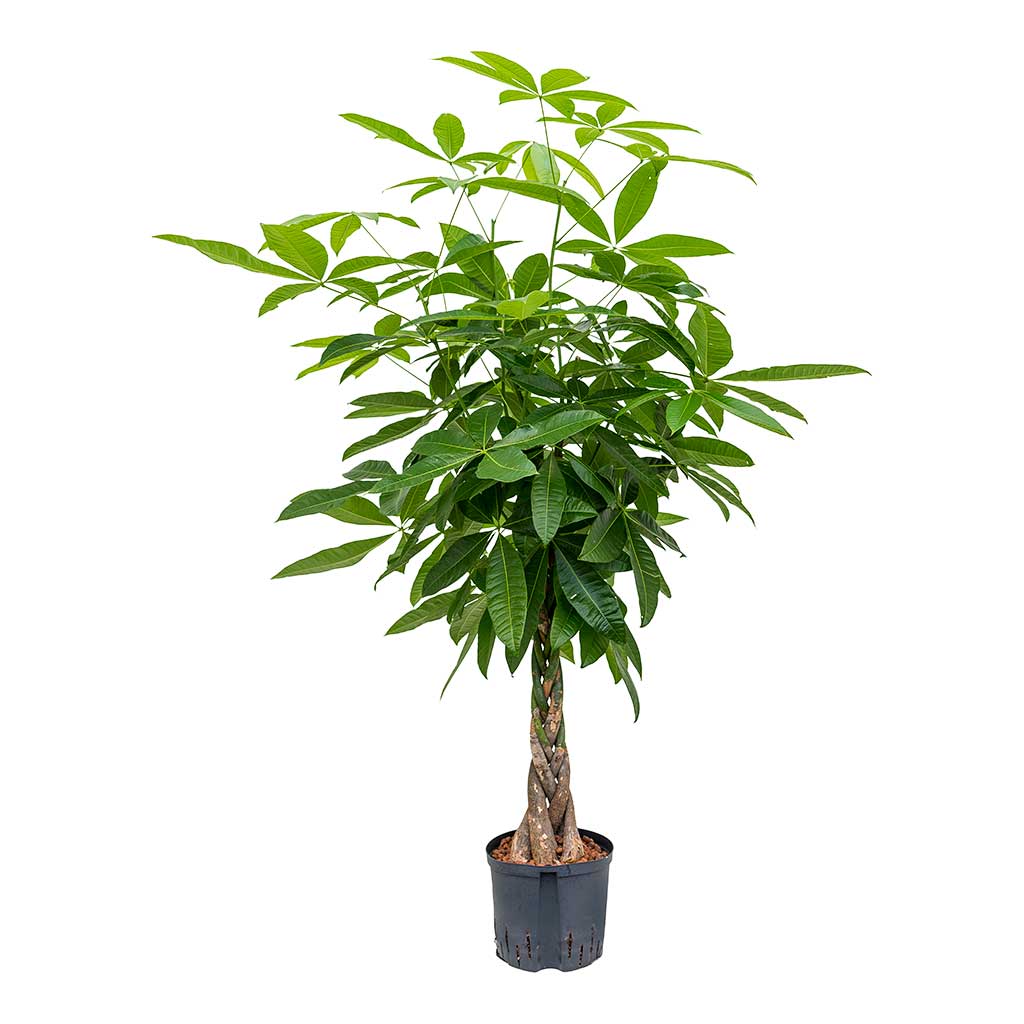 Pachira aquatica Hydroculture Indoor Plant