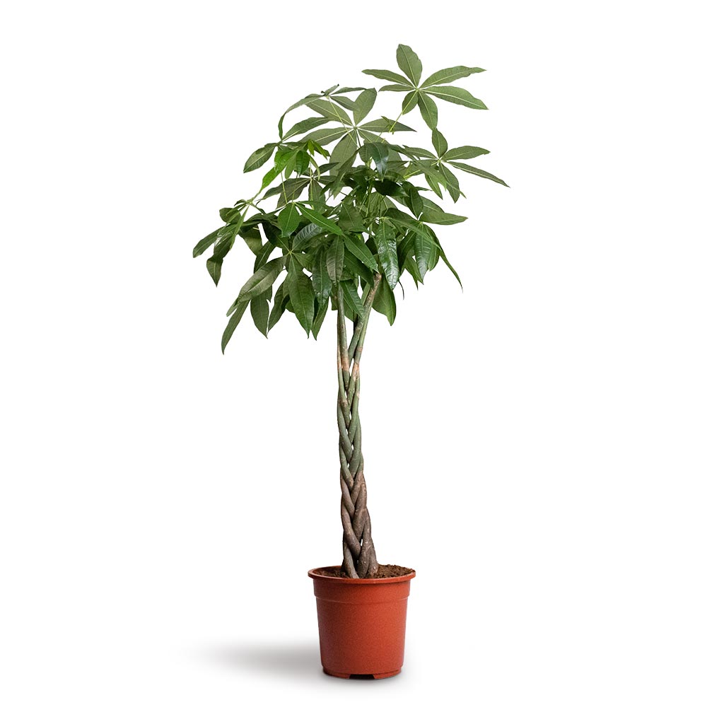 Pachira aquatica - Money Tree