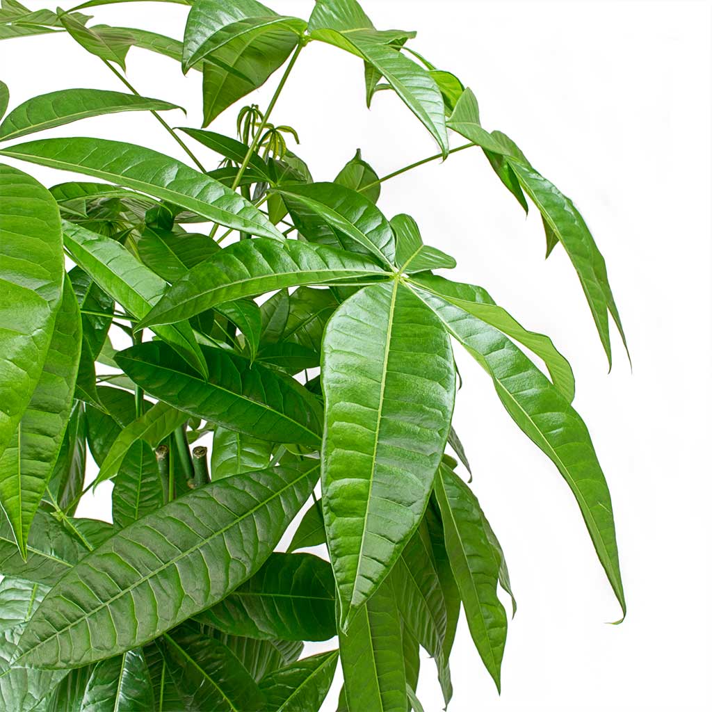 Pachira aquatica - Money Tree Leaves