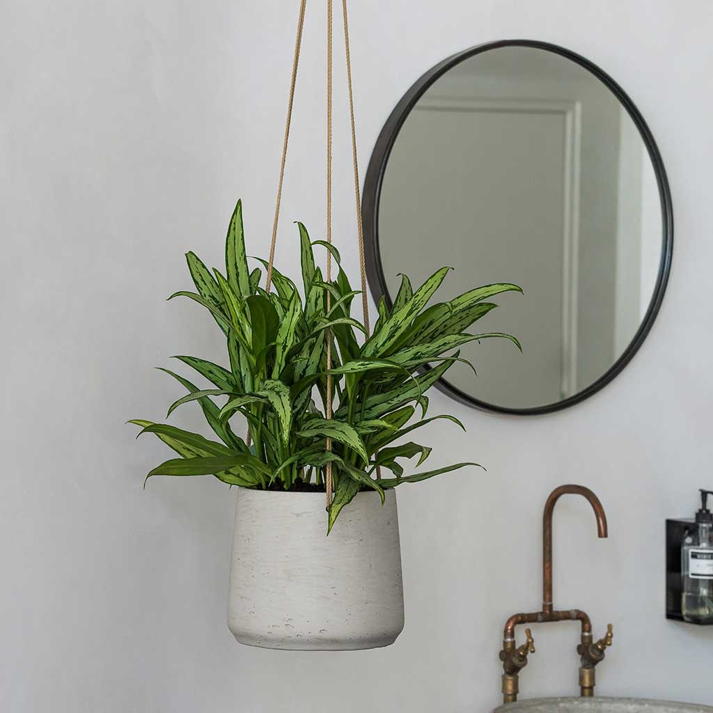 Patt Hanging Plant Pot - Grey Washed & Aglaonema