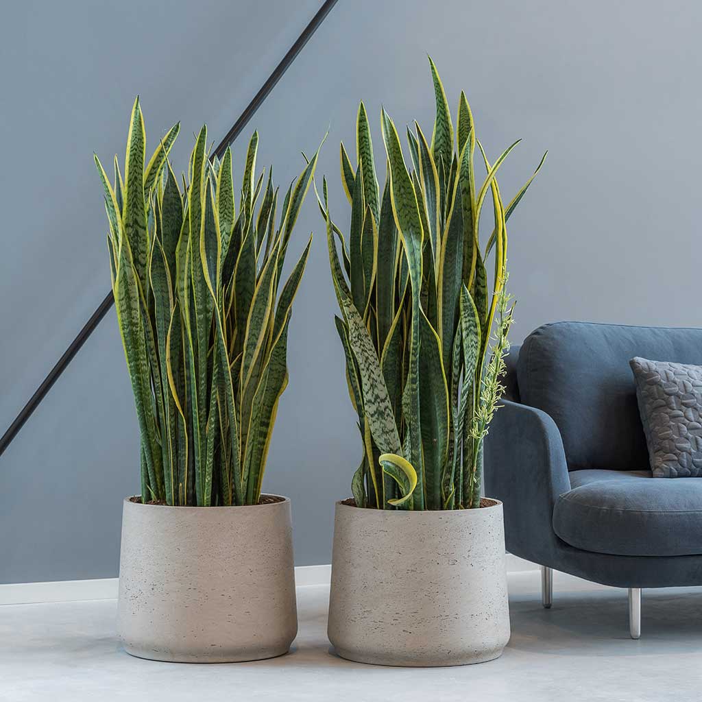 Patt Plant Pot - Grey Washed & Sansevieria Houseplant