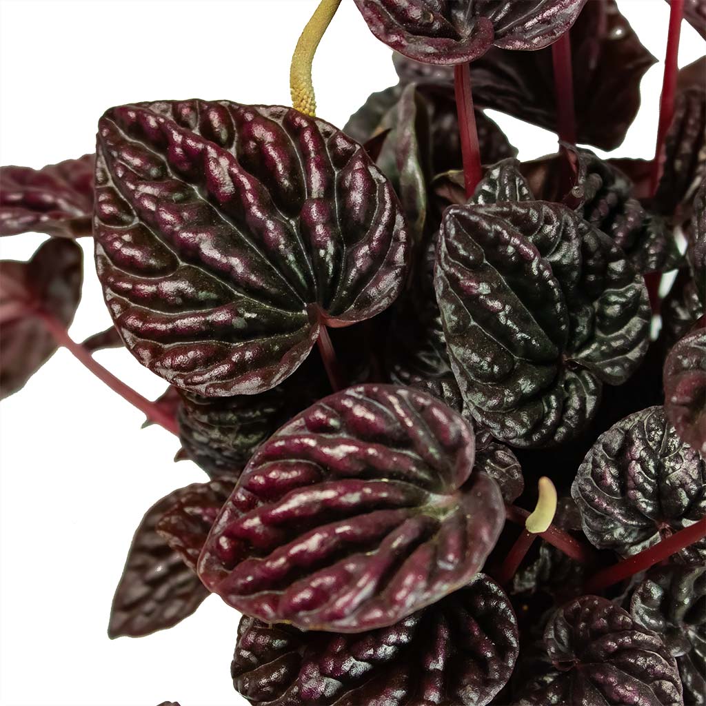 Peperomia caperata Red Luna In Stripe Pot Red
