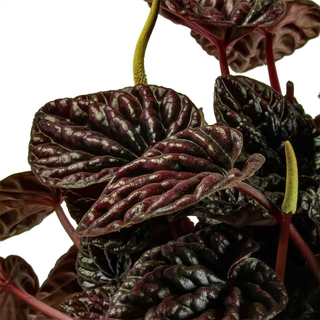 Peperomia Caperata Red Luna Houseplant Leaf Close Up