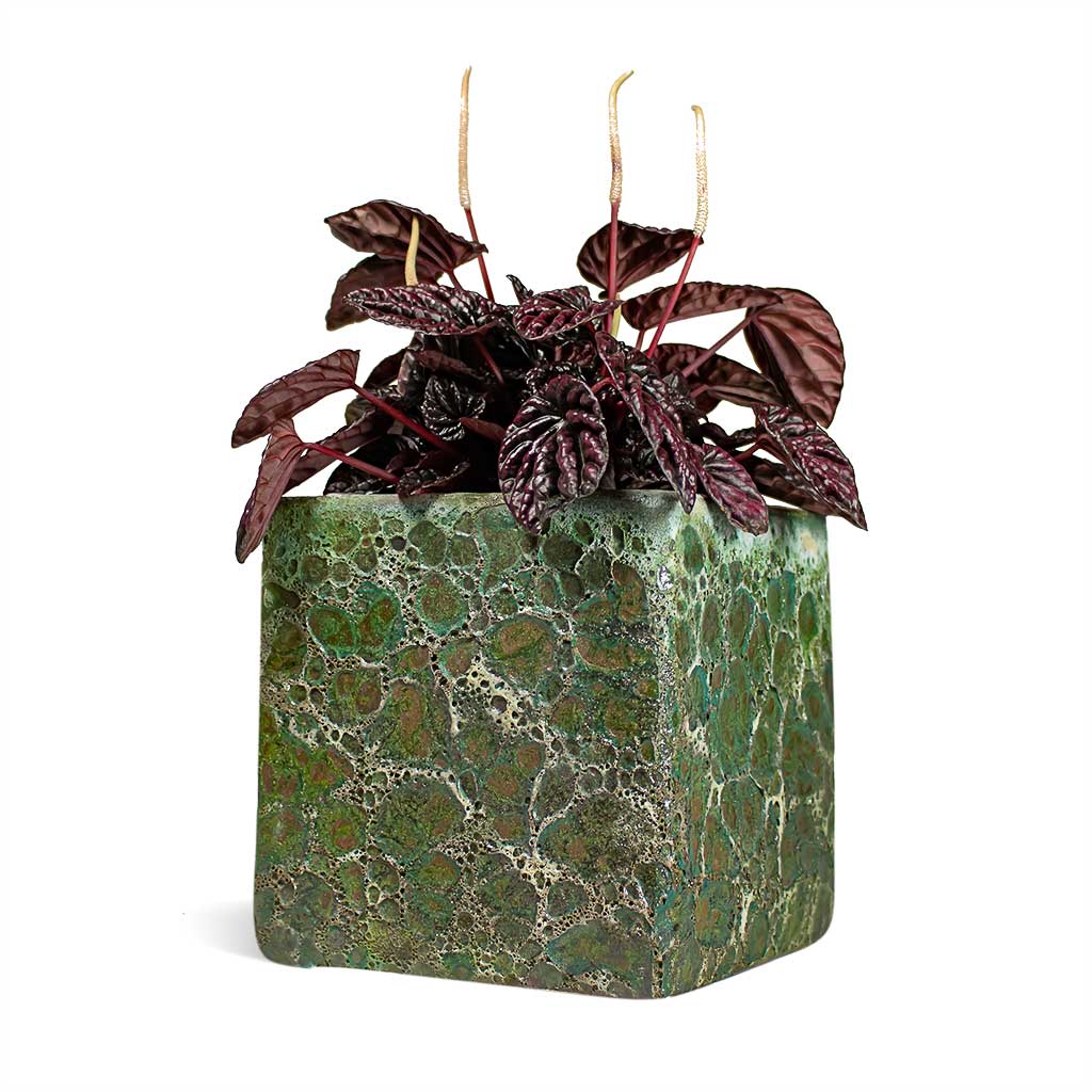 Peperomia caperata Red Luna & Lava Cube Jade