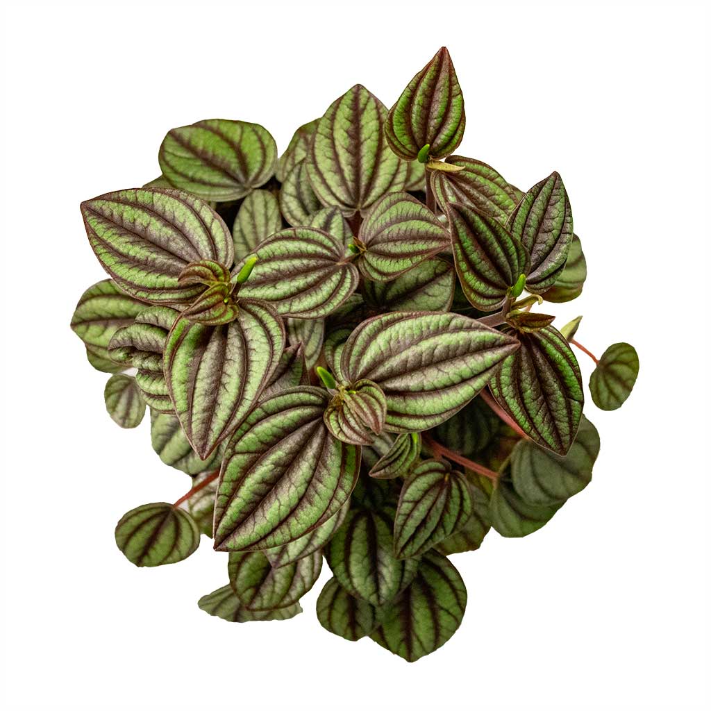 Peperomia Piccolo Banda Houseplant Leaves