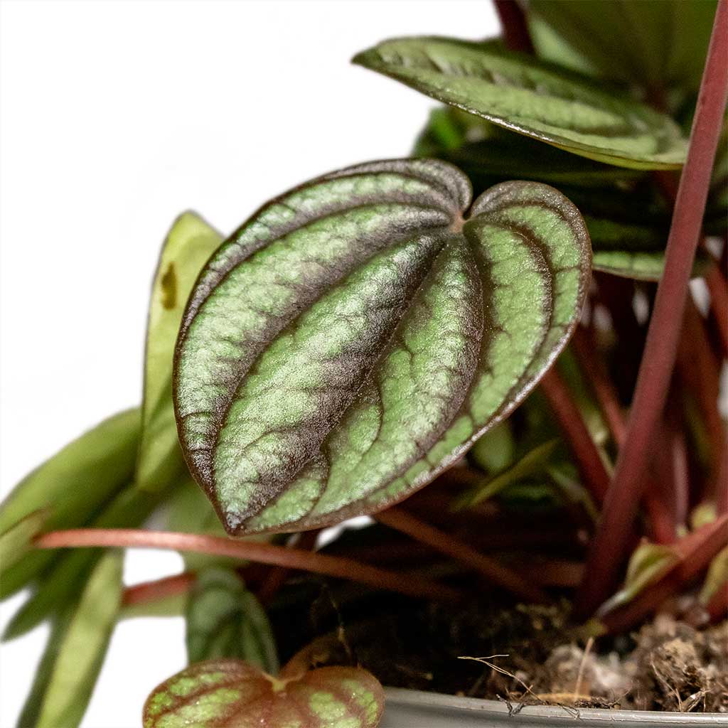 Peperomia Piccolo Banda & Noor Plant Pot - Velvet Green