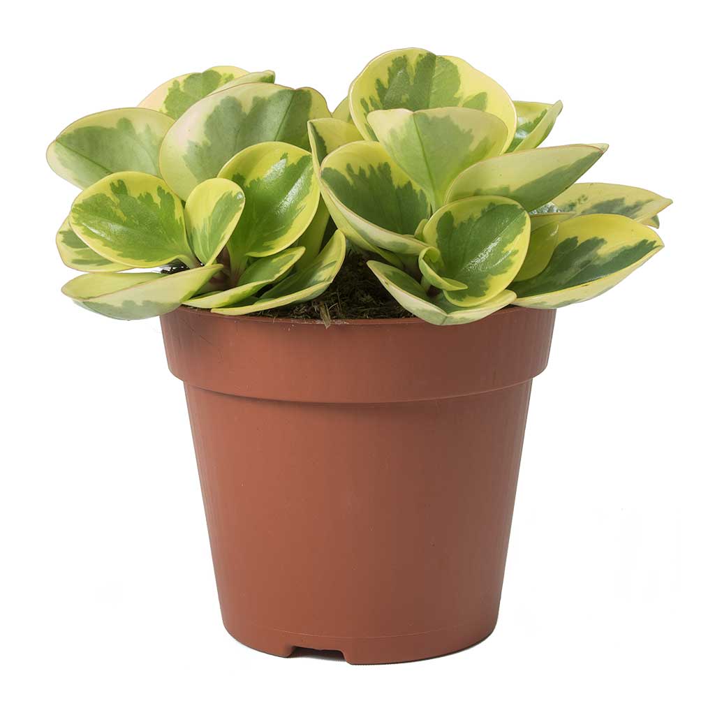 Peperomia obtusifolia Obtipan Bicolor