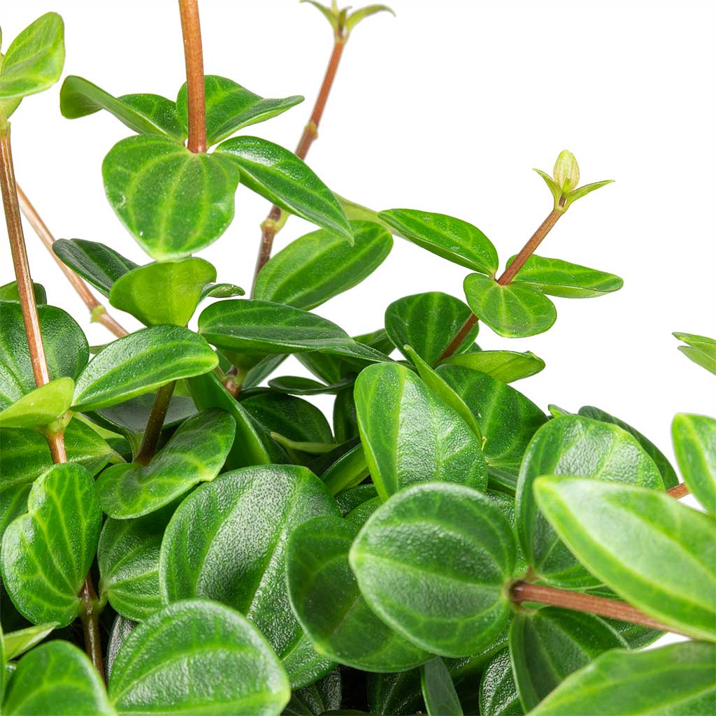 Peperomia angulata rocca scuro Dark green Chevron Pot Emerald
