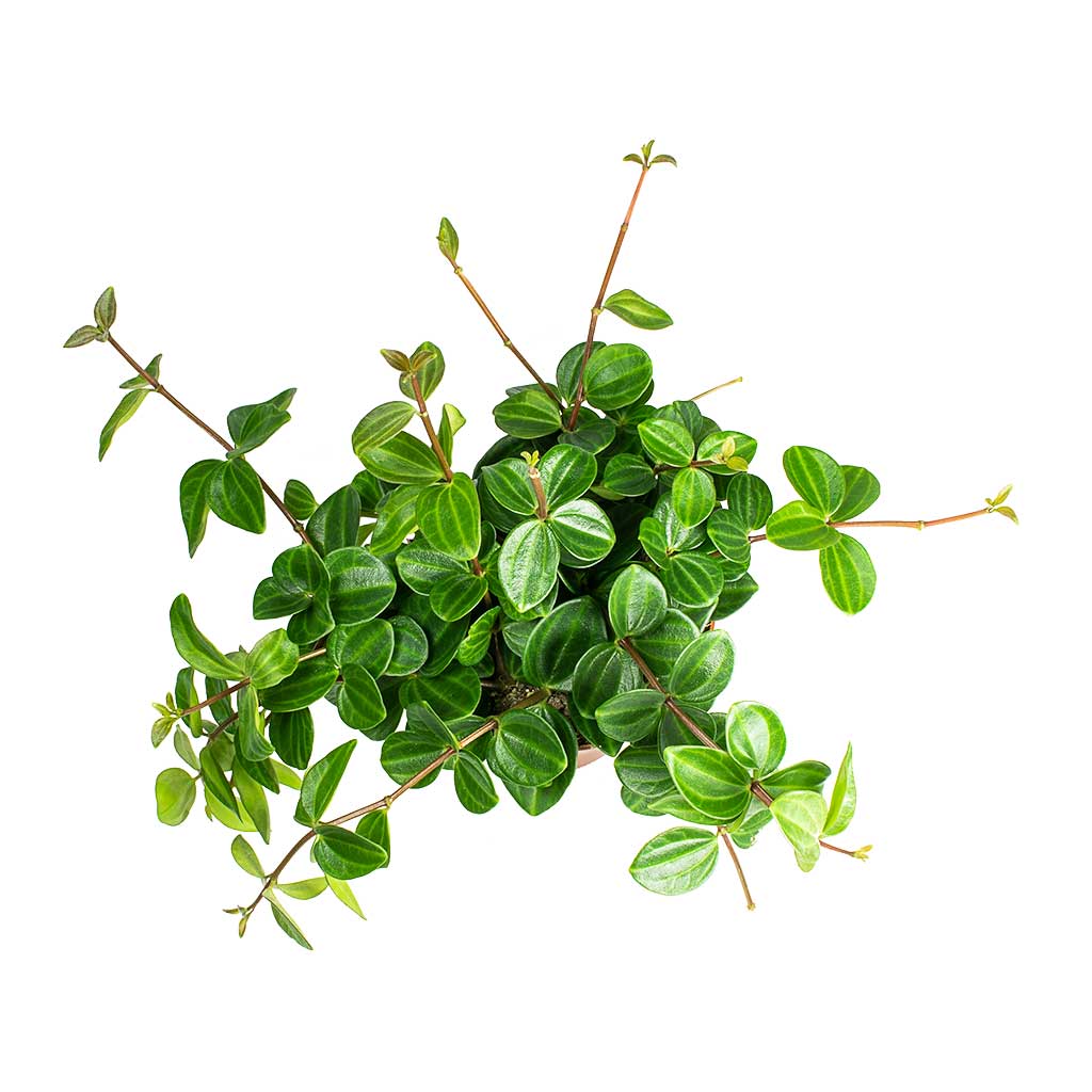 Peperomia angulata - Dark Green Beetle Radiator Plant - Leaves