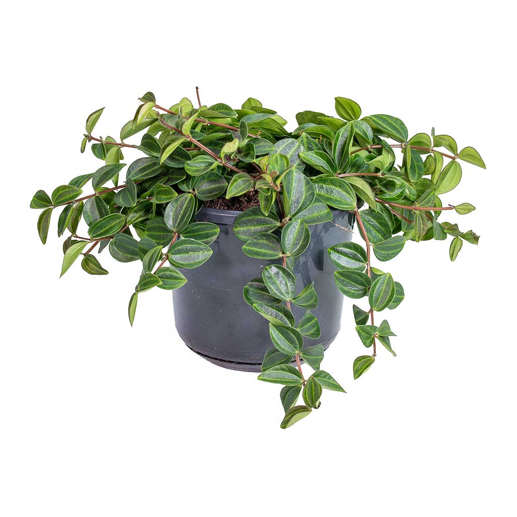 Peperomia angulata rocca scuro - Dark Green Beetle Radiator Plant 15 x 25cm