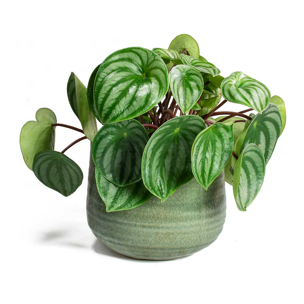 Peperomia argyreia Watermelon Peperomia & Iris Mint Plant Pot