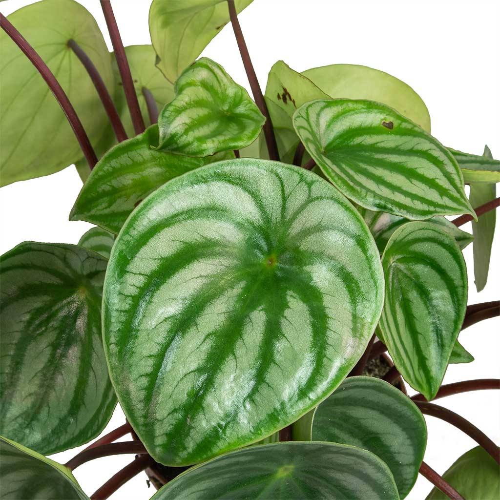 Peperomia argyreia - Watermelon Peperomia Leaves