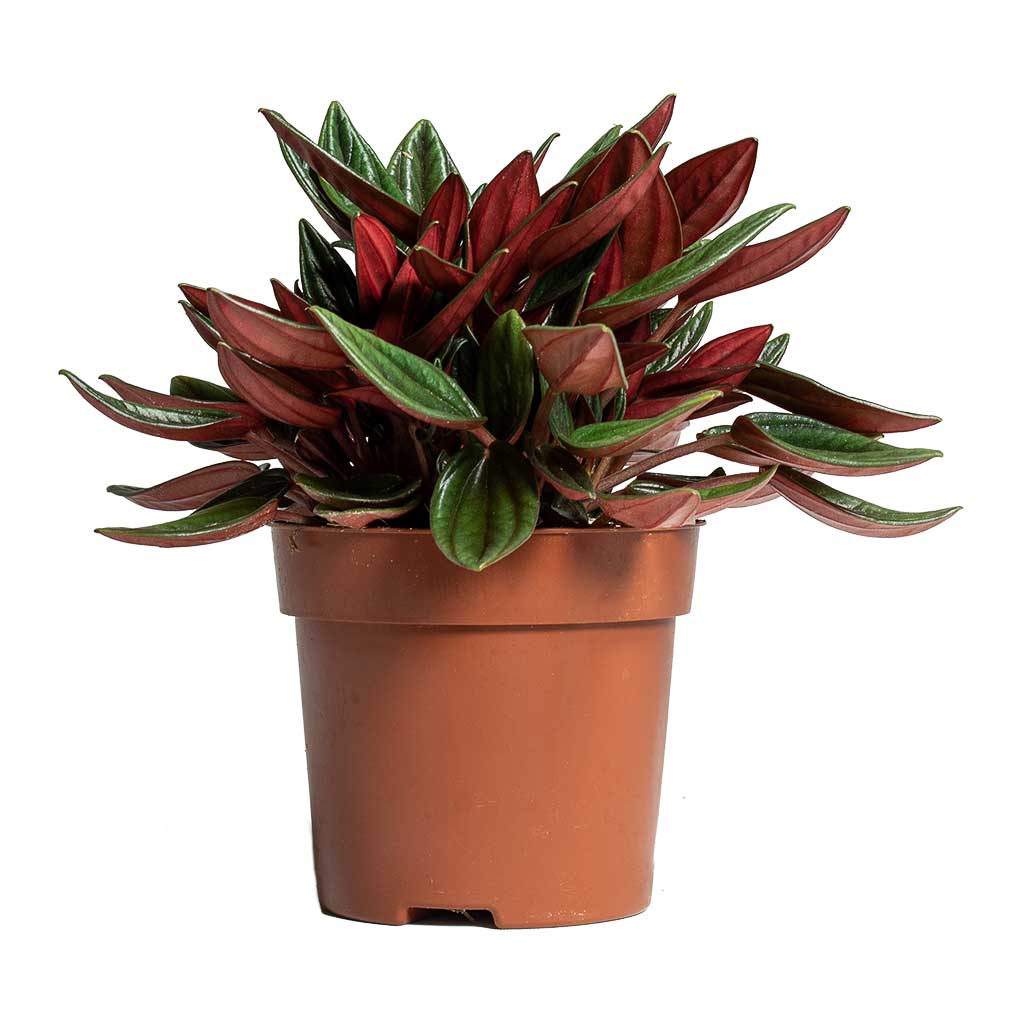 Peperomia caperata Rosso  Houseplant 10.5x15cm