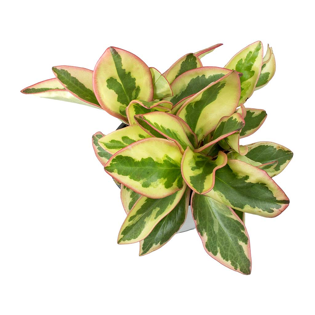 Peperomia clusiifolia Jelly - Variegated Red Edged Radiator Plant & Sven Plant Pot - Mint
