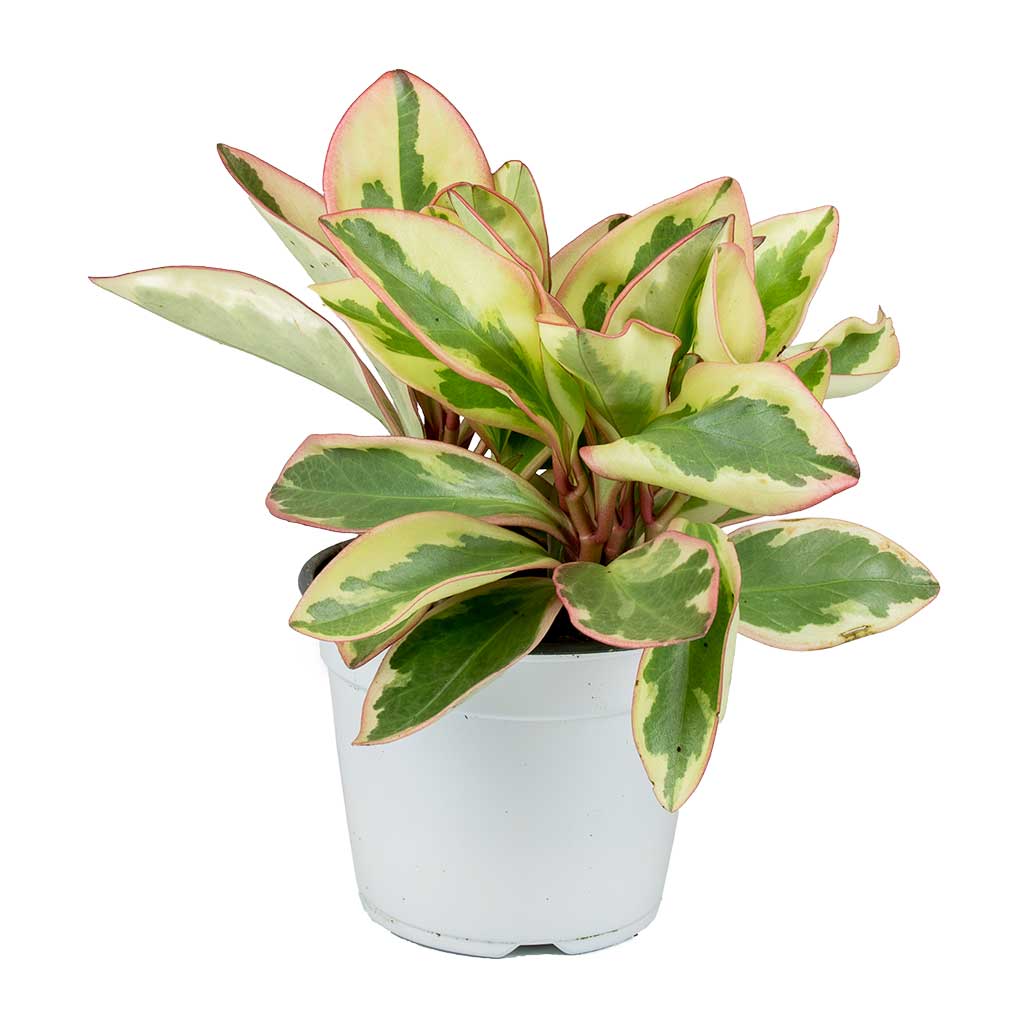 Peperomia clusiifolia Jelly - Variegated Red Edged Radiator Plant