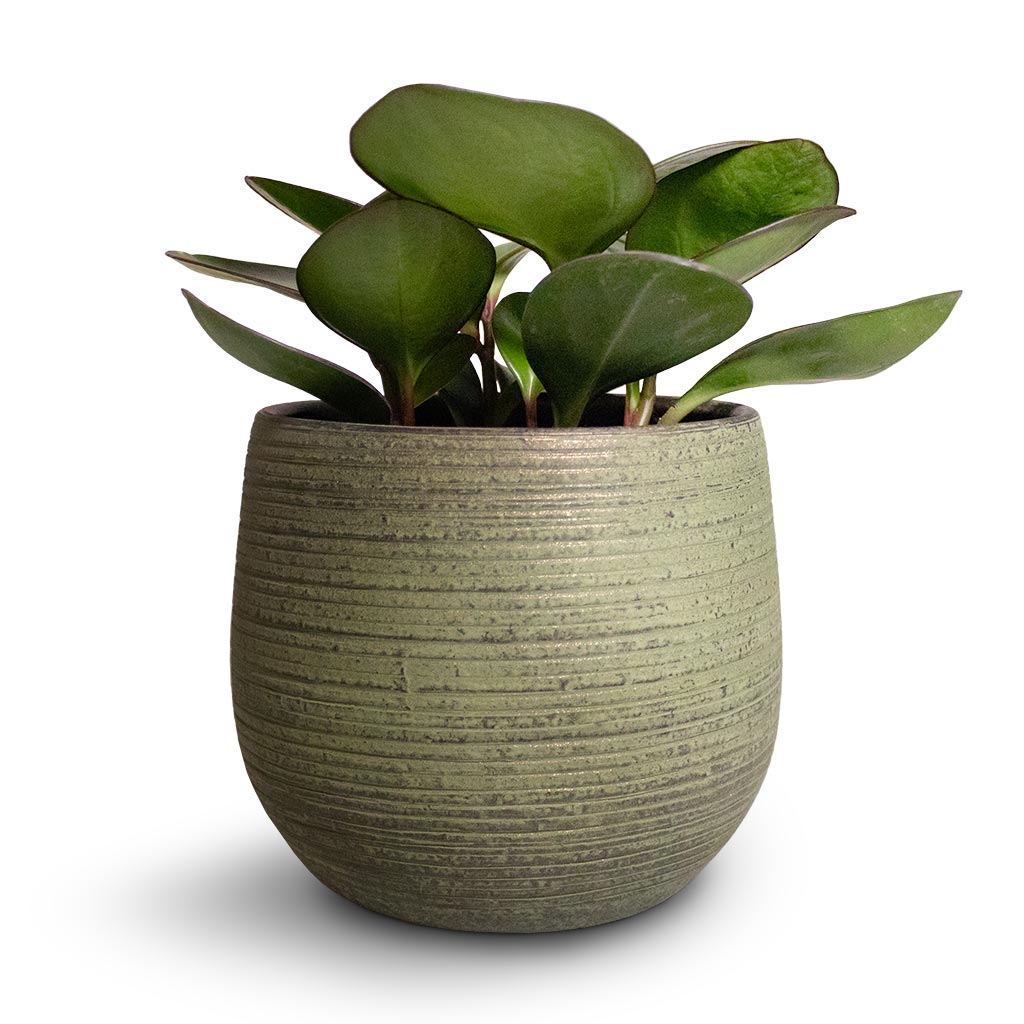 Peperomia clusiifolia Red Margin - Red Edged Radiator Plant & Lydia Plant Pot - Shiny Green