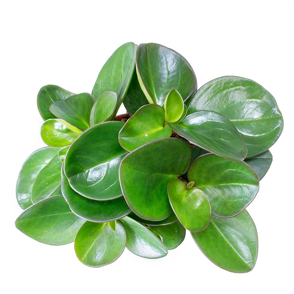 Peperomia clusiifolia Red Margin - Red Edged Radiator Plant & Monza Plant Pot - Vintage Grey