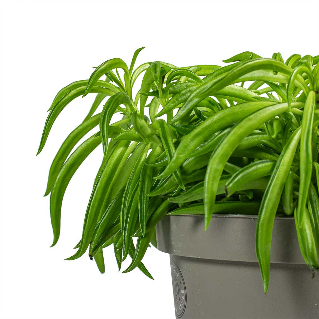 Peperomia ferreyrae Happy Bean Houseplant Stems