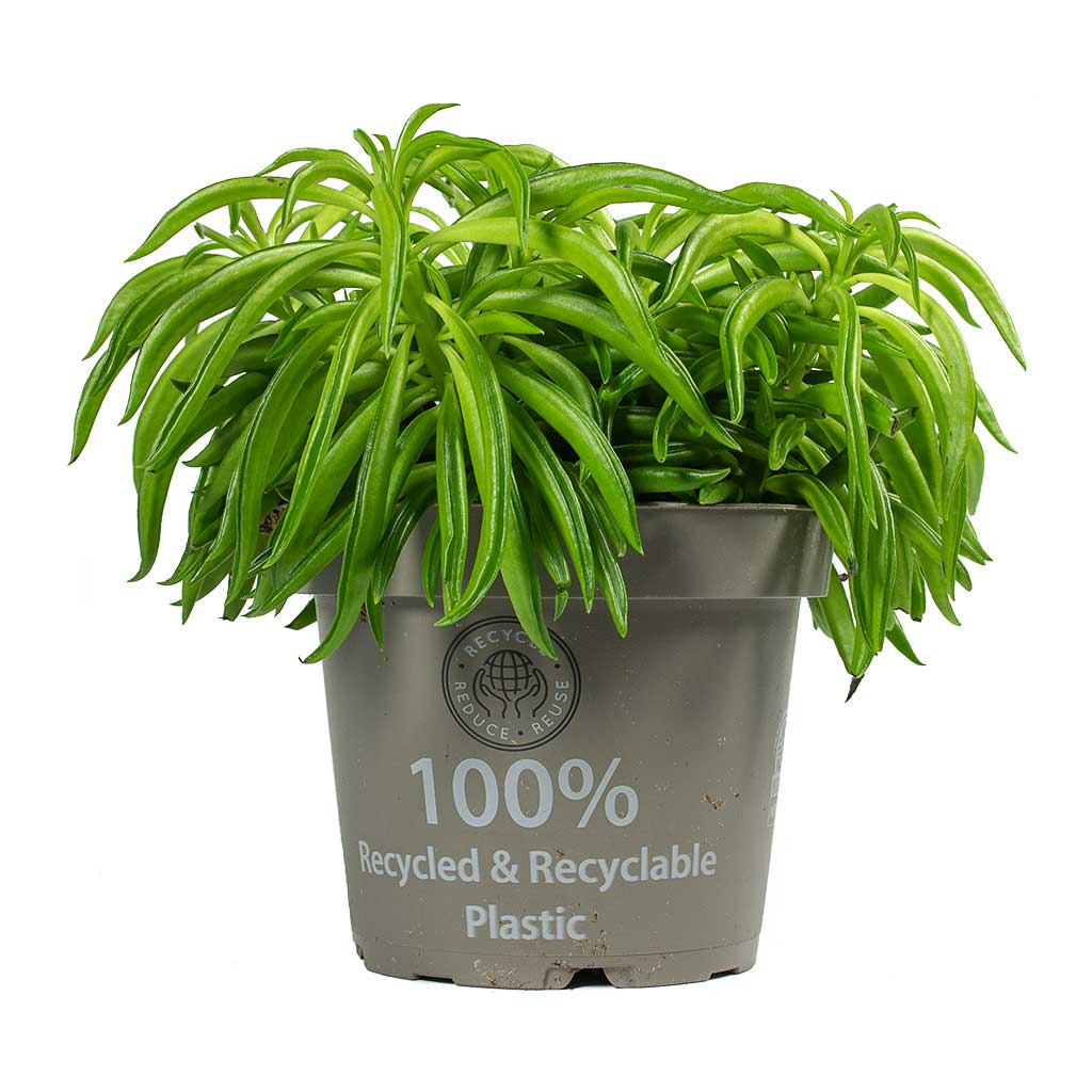 Peperomia ferreyrae Happy Bean Houseplant