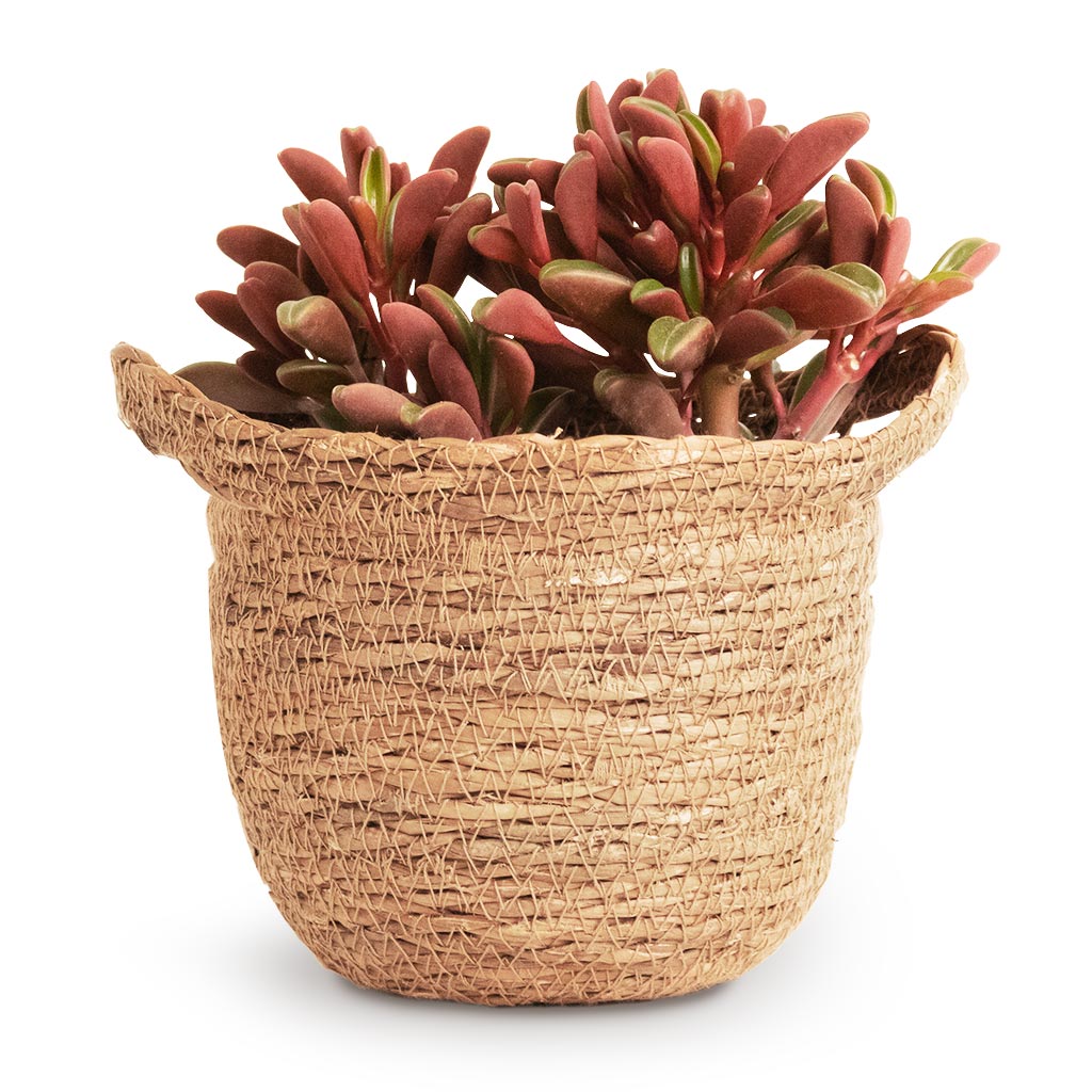 Peperomia graveolens Ruby Glow Radiator Plant & Nelis Plant Basket Natural