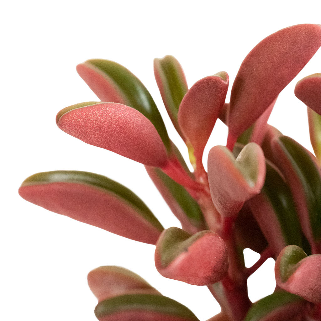 Peperomia graveolens - Ruby Glow Radiator Plant Close Up of Underside