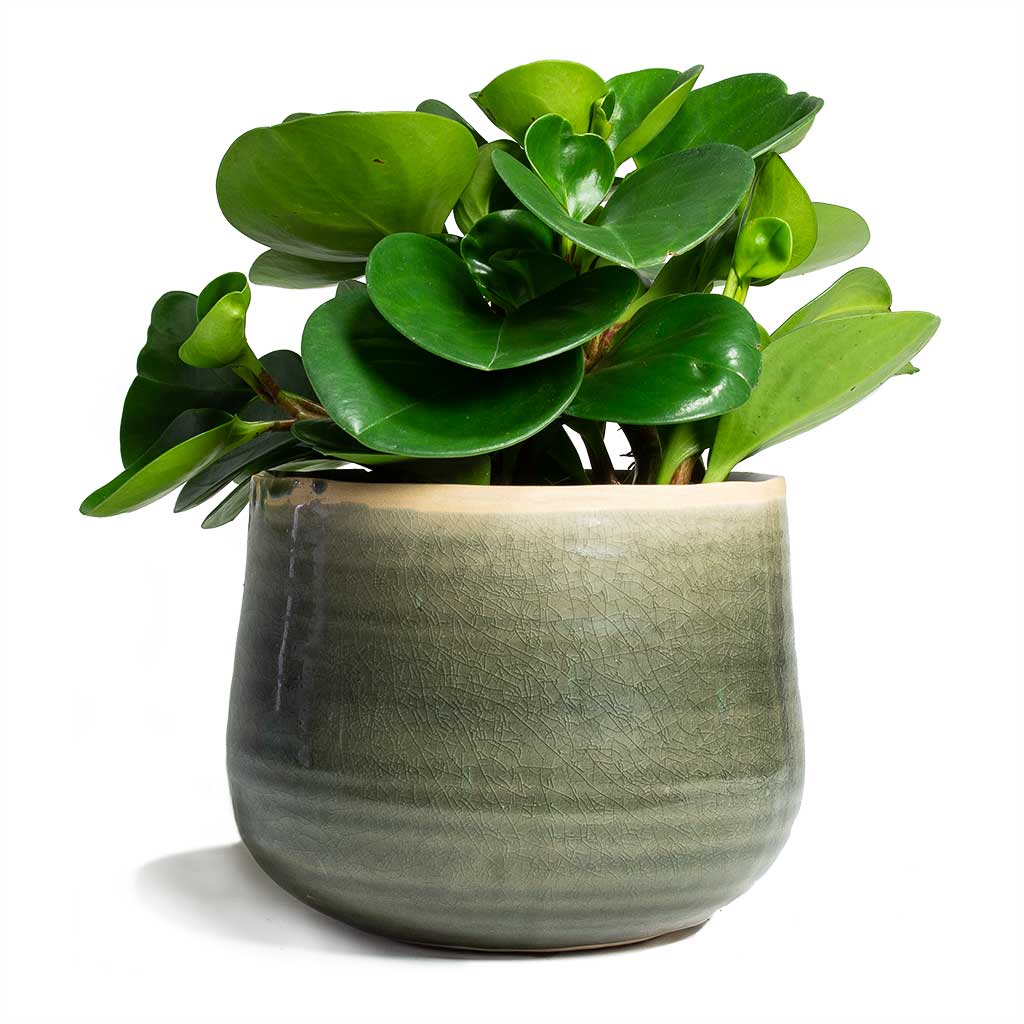 Peperomia obtusifolia Green Baby Rubber Plant & Iris Plant Pot - Moss Grey